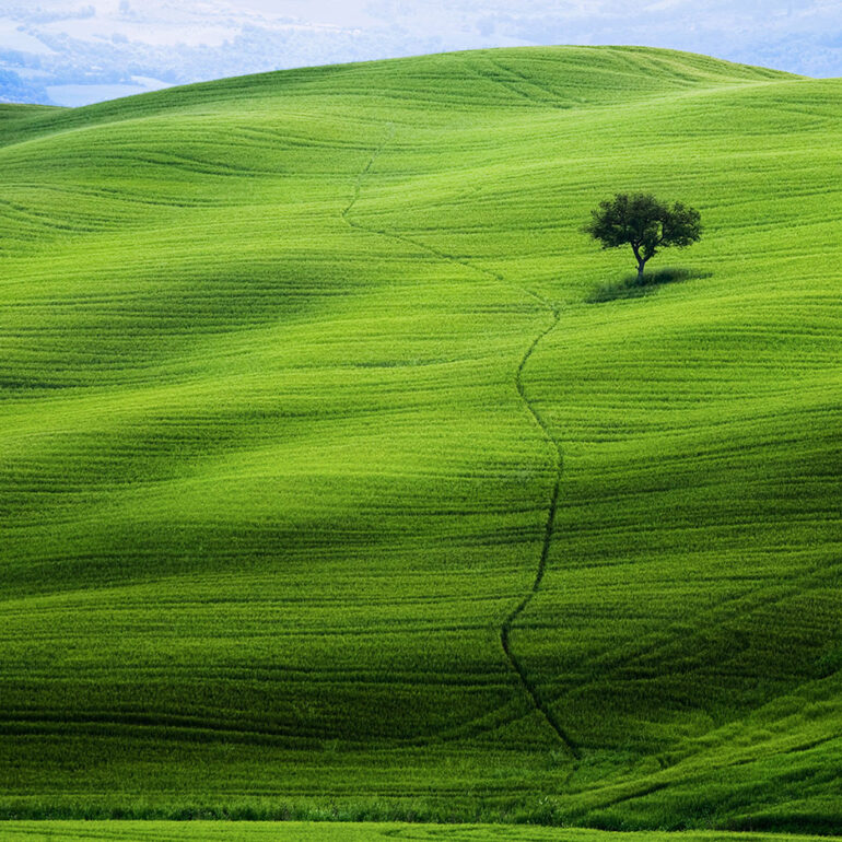 Lone tree in a field of green in Tuscany.