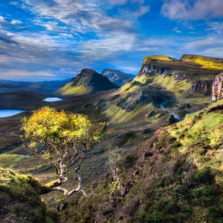 Small tree growing out of the side of hill with a valley behind.