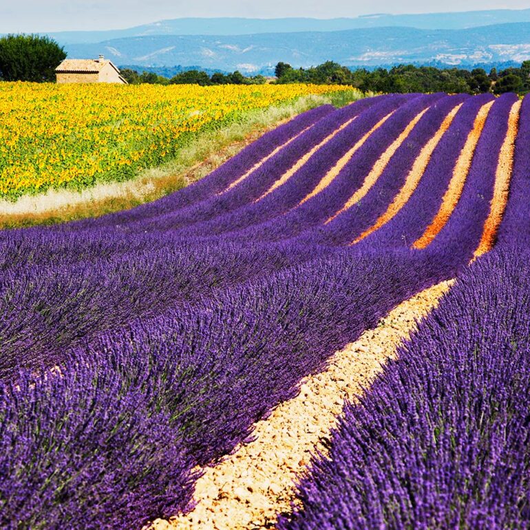 Field of lavender and sunflowers.