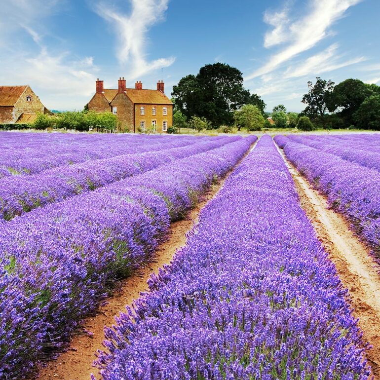 Lavender field with a manor house.