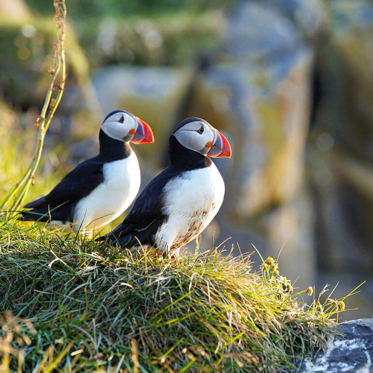 A pair of puffins.