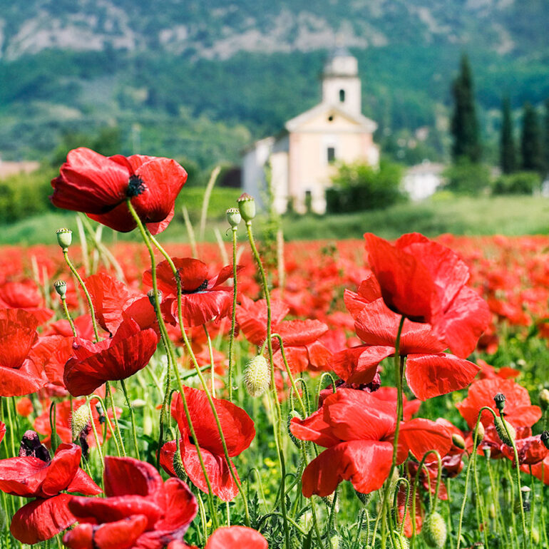 Poppies with a church in the background.