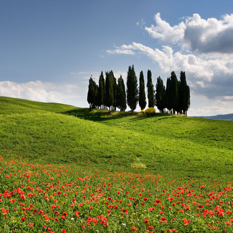 Gove of cypress tree surrounded by poppies.