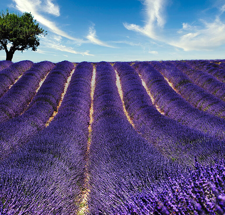 Rows of lavender with a lone tree.