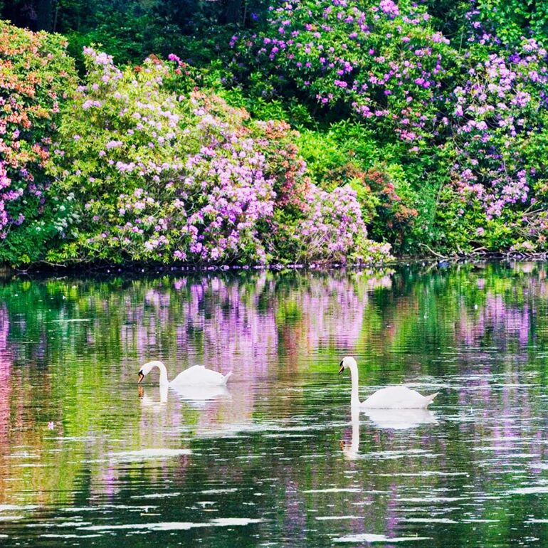 Swans swimming surrounded by flowers.