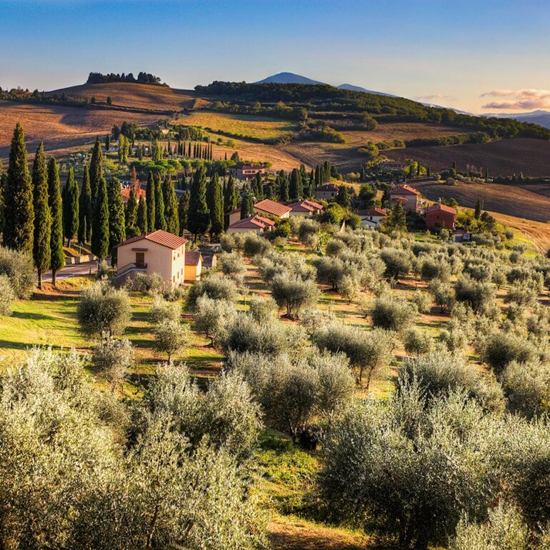 Sunset on a olive grove.