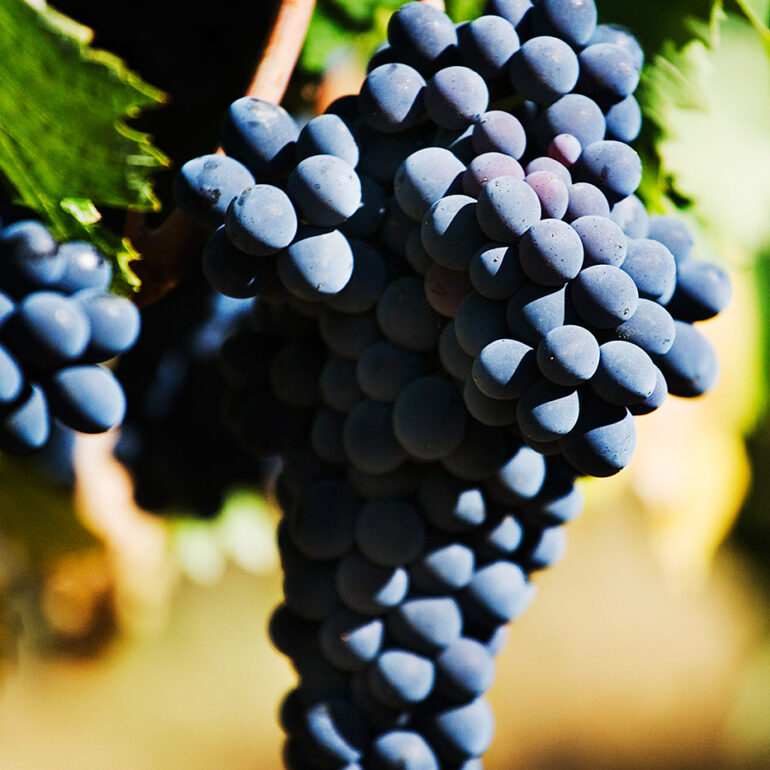 Grapes ready for harvest.